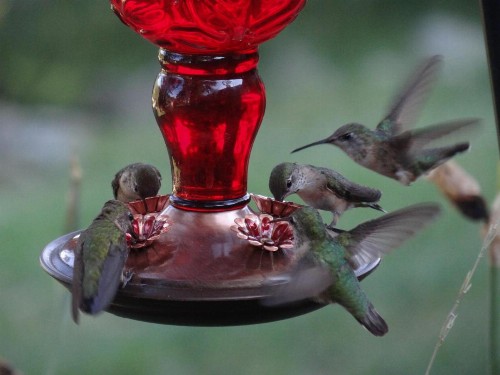 Whitebird Summit Lodge - image 26