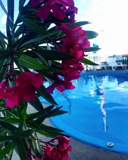Sea Scape Inn - image 18