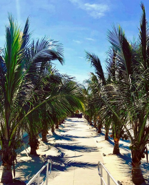 ICONA Diamond Beach - image 15