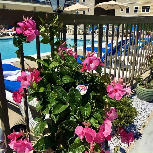 Beach Colony Motel - image 31