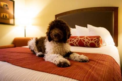 Best Western Plus Inn of Williams - image 14