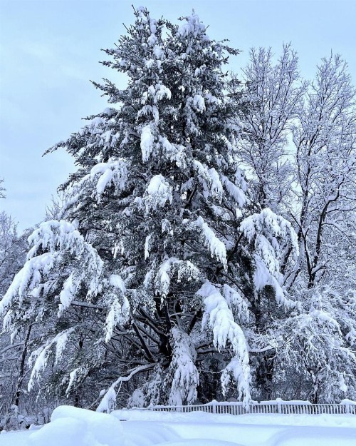 The Nutmeg Vermont - image 18