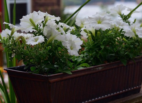 White Rose Inns - image 16