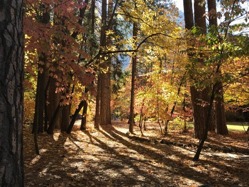Yosemite Condominium - image 9