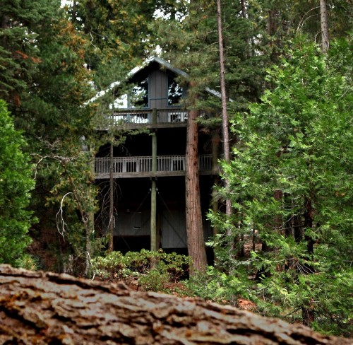 Tree House Lodge - image 2