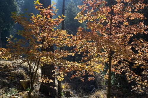 Boulder Ridge - 3BR/2BA Holiday Home - image 14